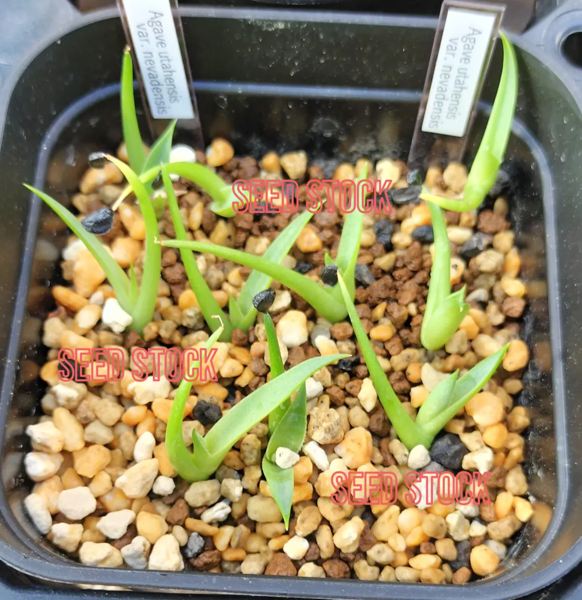 Agave utahensis nevadensis (アガベ ネヴァデンシス)