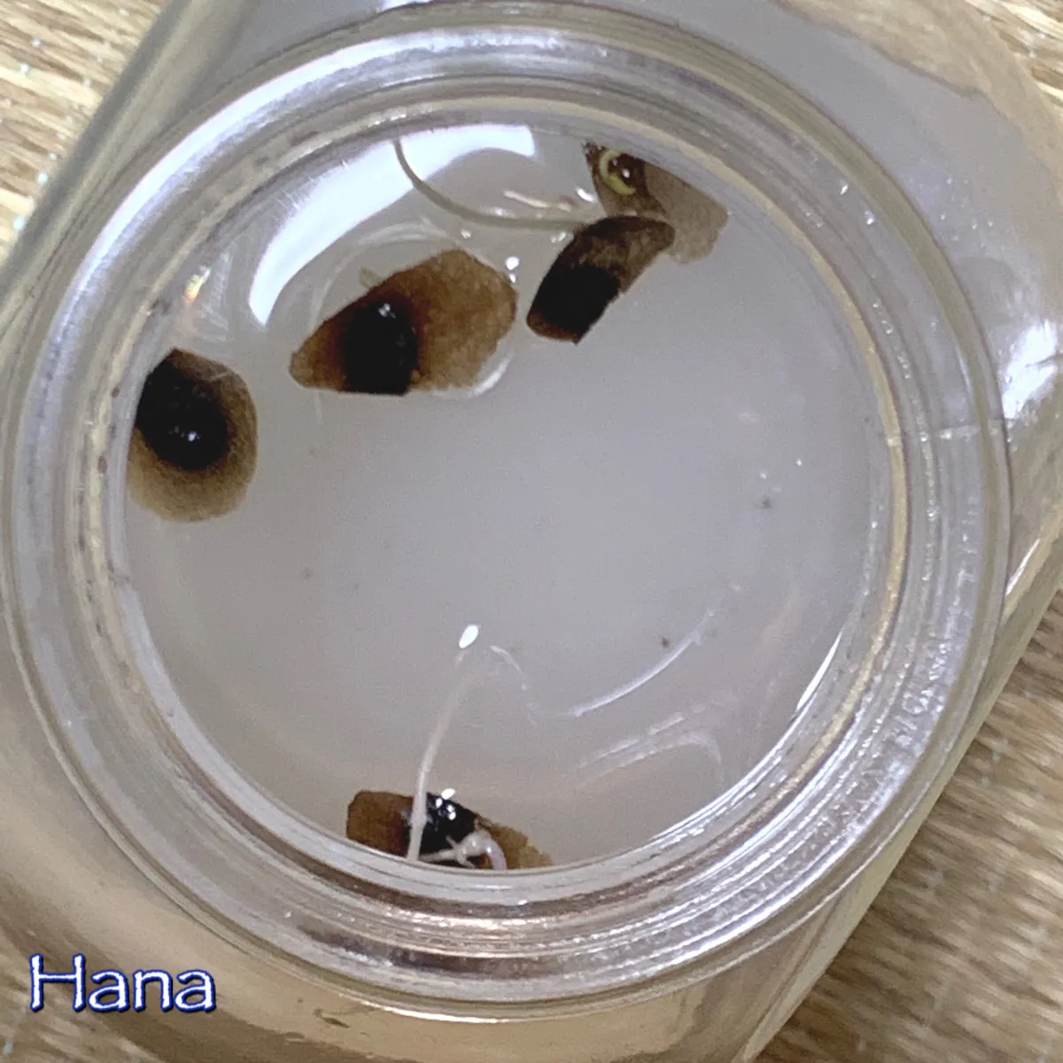 Dioscorea elephantipes (ディオスコレア エレファンティペス)