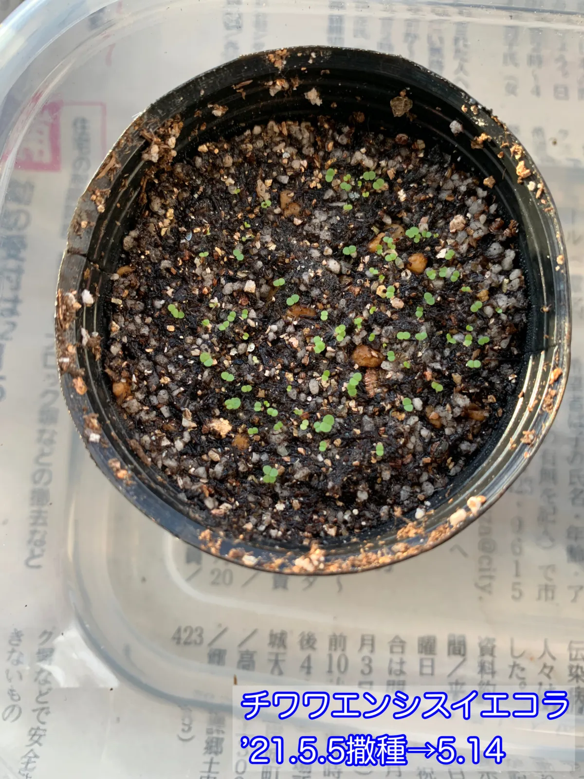 Echeveria chihuahuaensis Yecora (エケベリア チワワエンシス イエコラ)