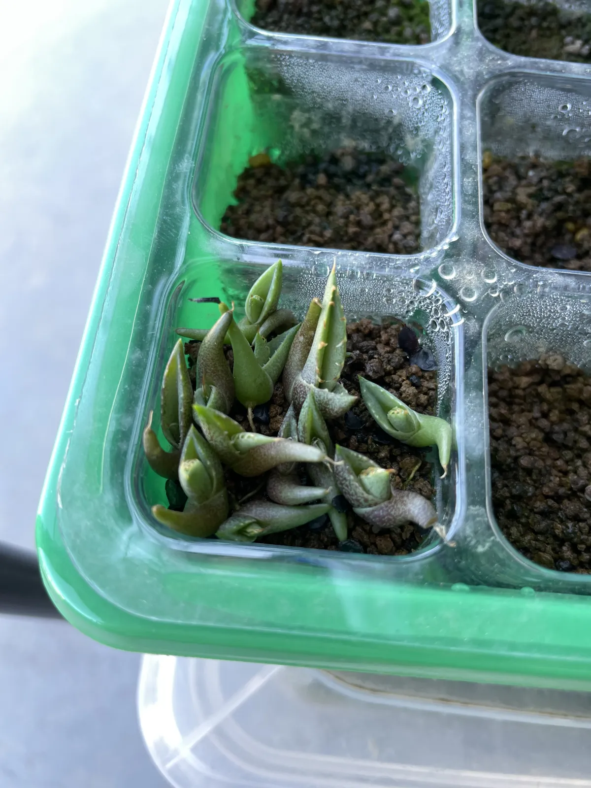 Agave oteroi Lot. (アガベ オテロイ)