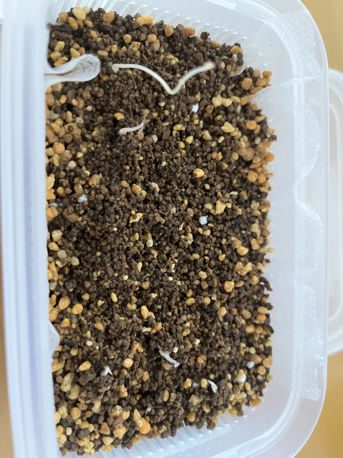 Dioscorea elephantipes (ディオスコレア エレファンティペス)