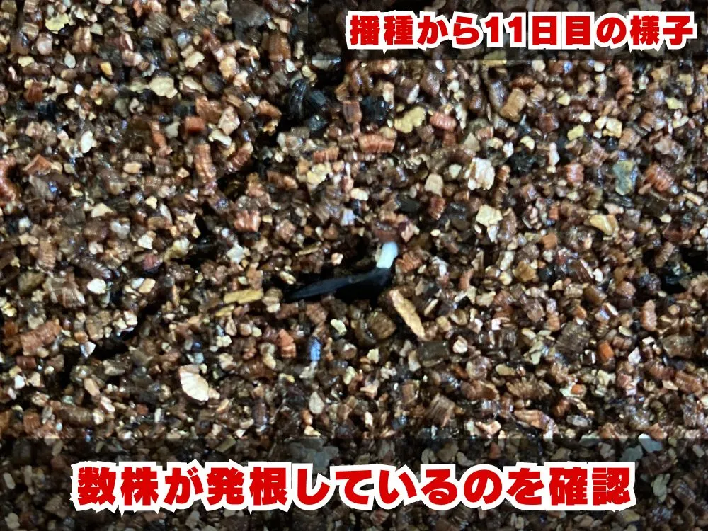 Agave macroacantha (アガベ マクロアカンサ)