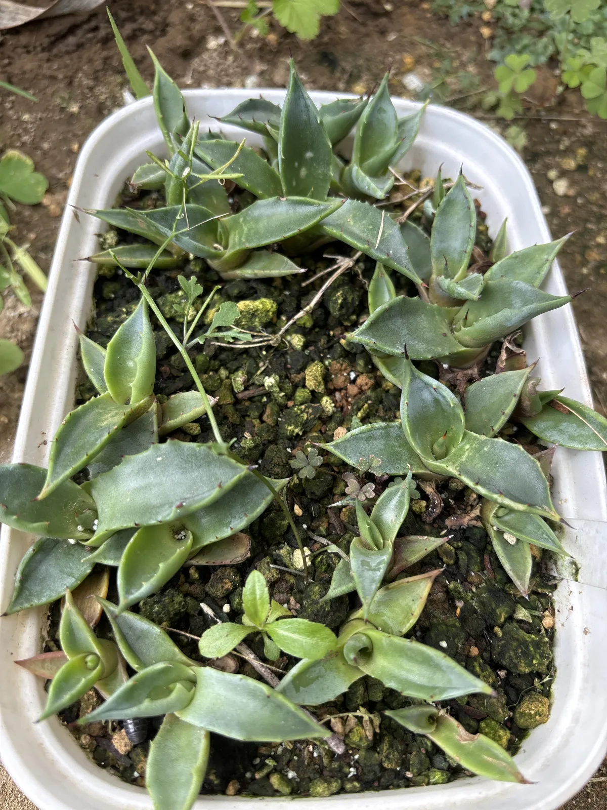 Agave ghiesbreghtii (アガベ パルプソーラム)