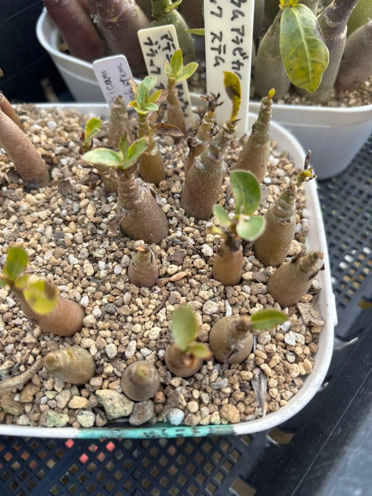 Adenium arabicum Black stem (アデニウム アラビカム ブラックステム)