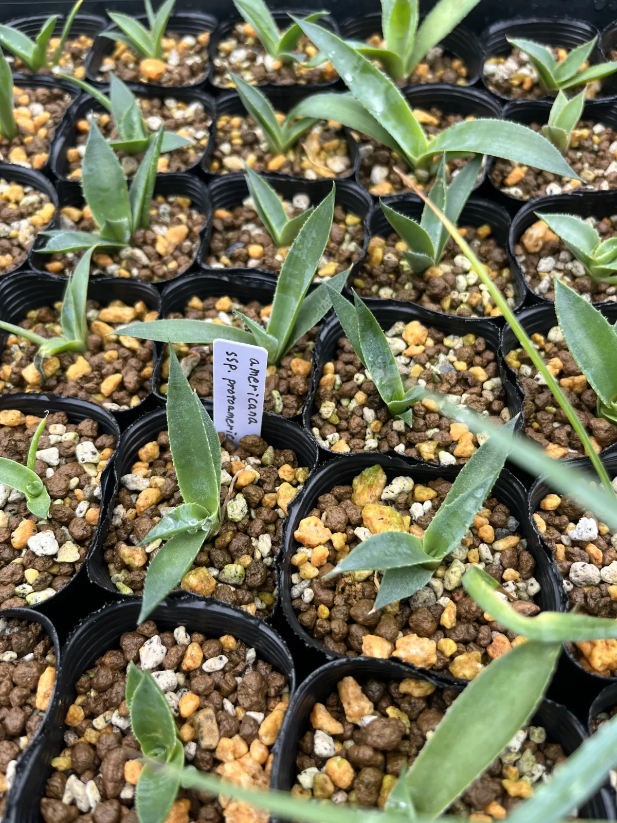 Agave americana ssp. protoamericana (アガベ プロトアメリカーナ)