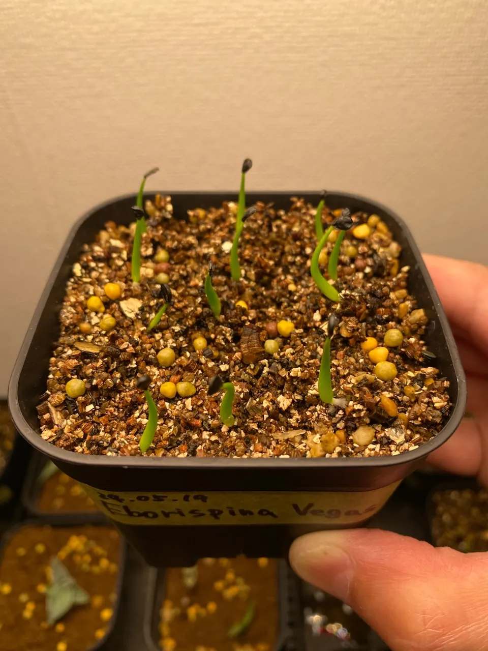 Agave utahensis var. eborispina Vegas (アガベ エボリスピナ ヴェガス)