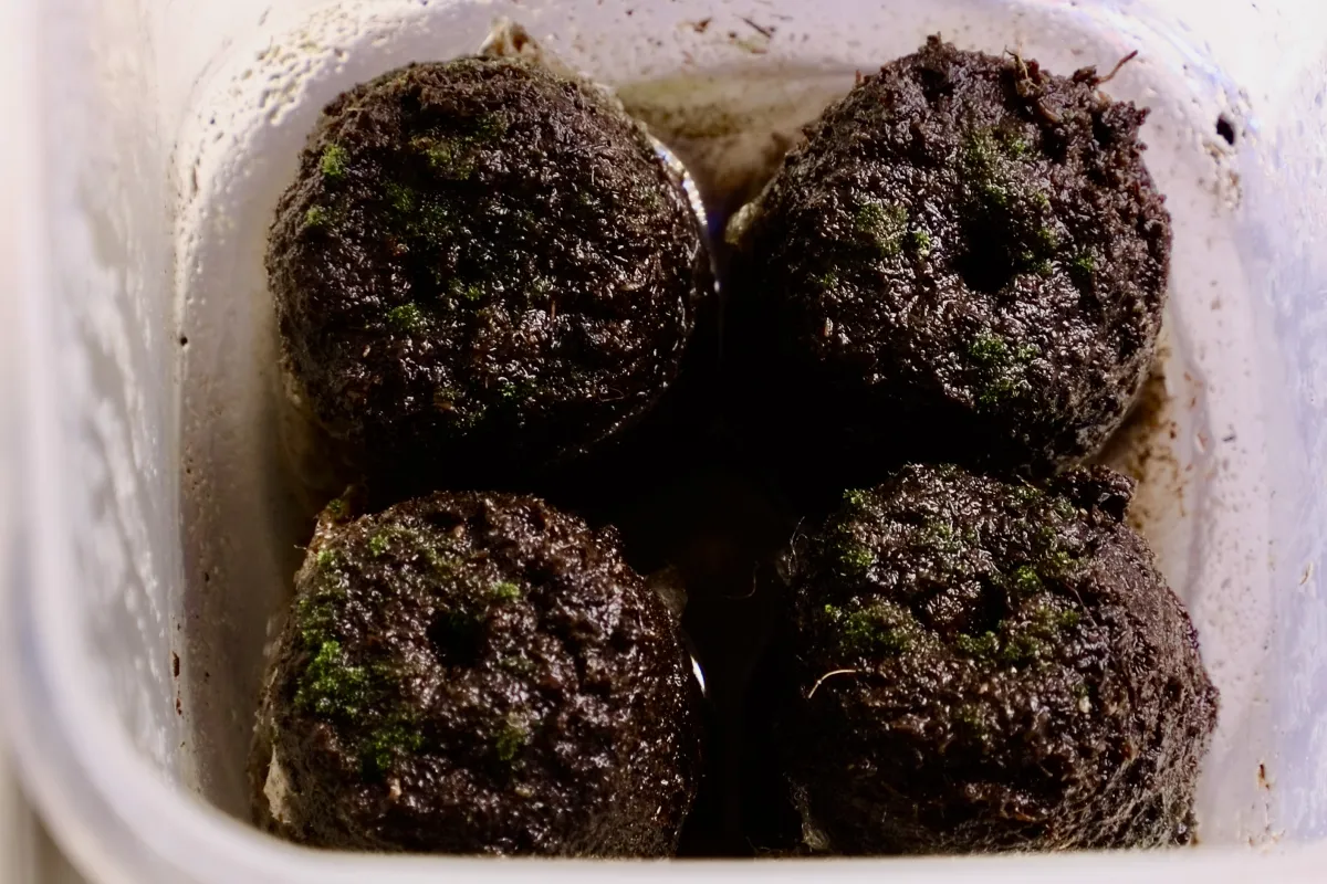 Platycerium superbum ([種子/胞子] プラティセリウム スペルバム)