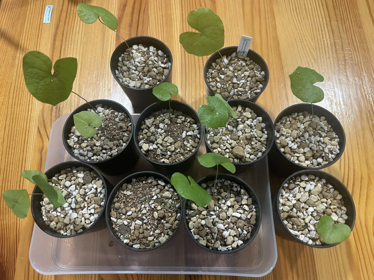 Dioscorea elephantipes (ディオスコレア エレファンティペス)