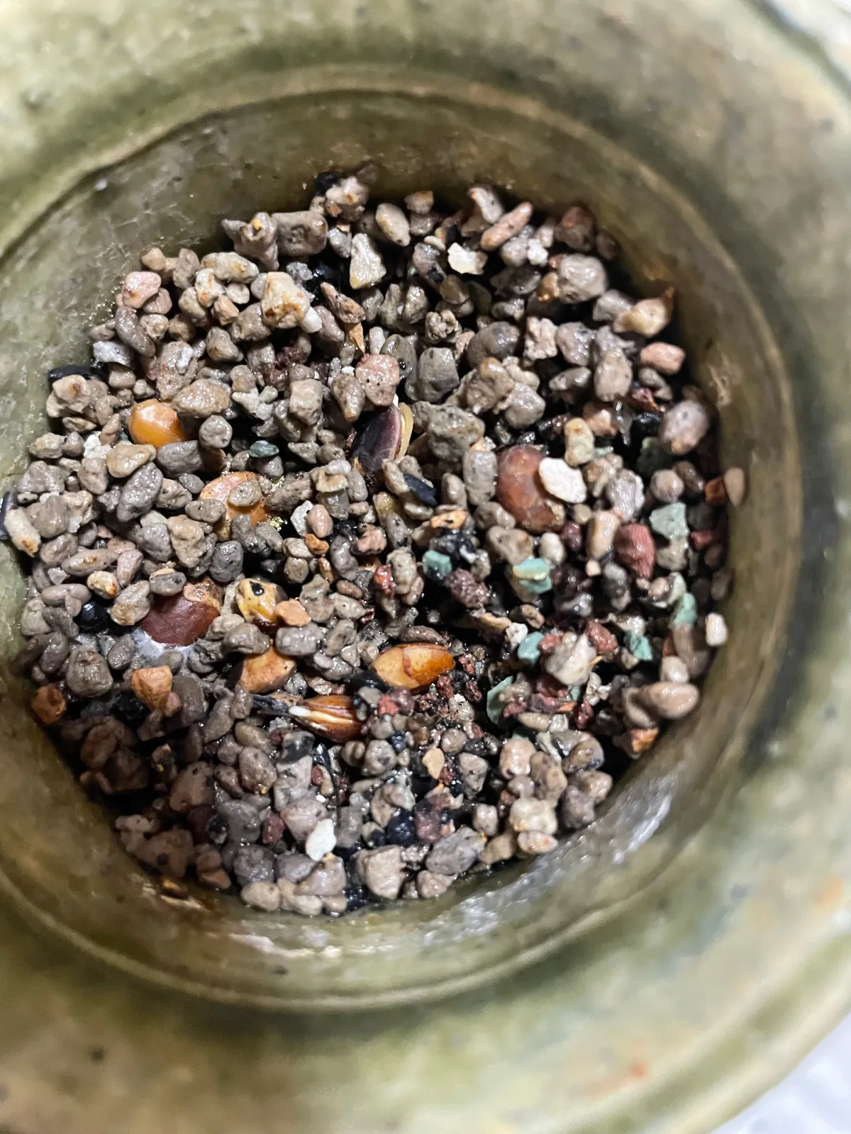 sp. Commiphora sp. (コミフォラ)