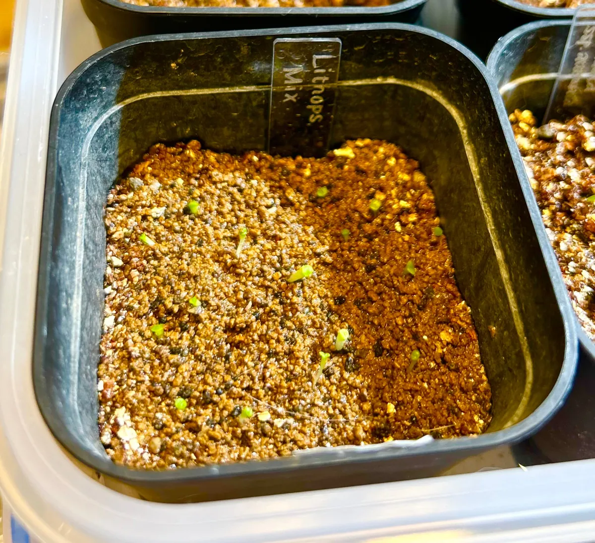 Lithops Mix Seeds (リトープス ミックス)