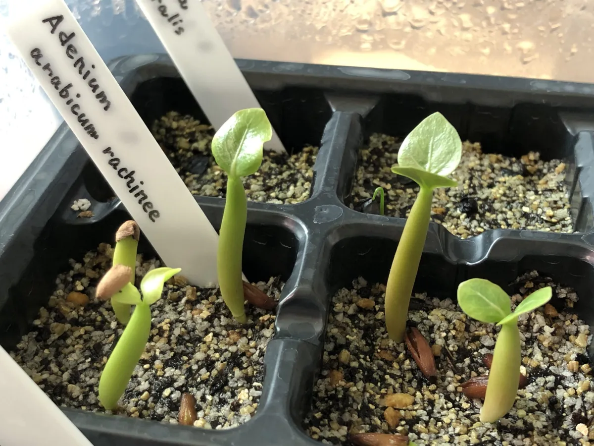 Adenium arabicum rachine (アデニウム アラビカム ラシニー)