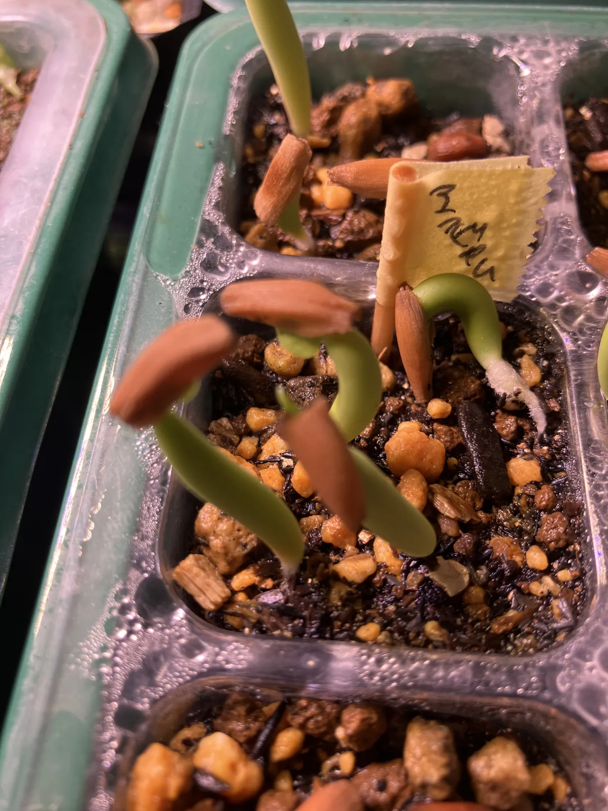PNW Adenium arabicum phet na wang (アデニウム アラビカム)