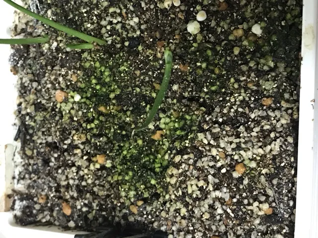 Pachypodium brevicaule ssp. brevicaule ([モニター種子] パキポディウム ブレビカウレ)
