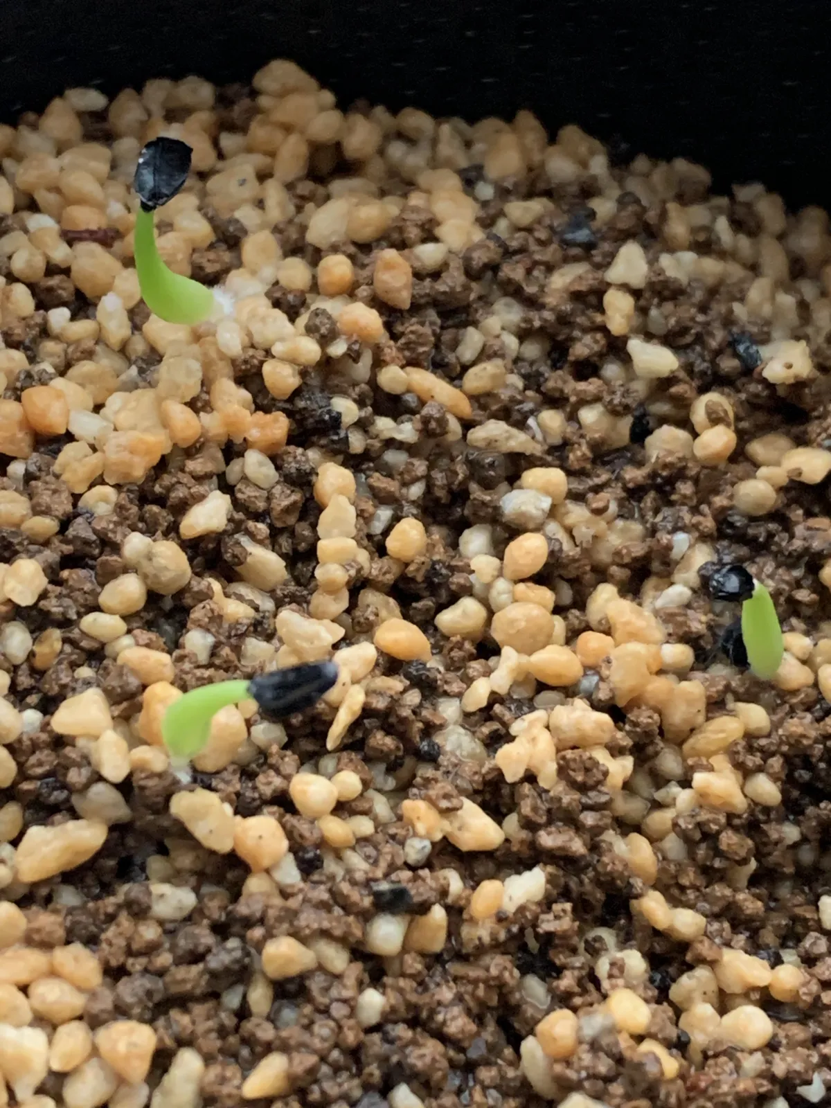 Agave titanota Blue Lot. (アガベ チタノタブルー)