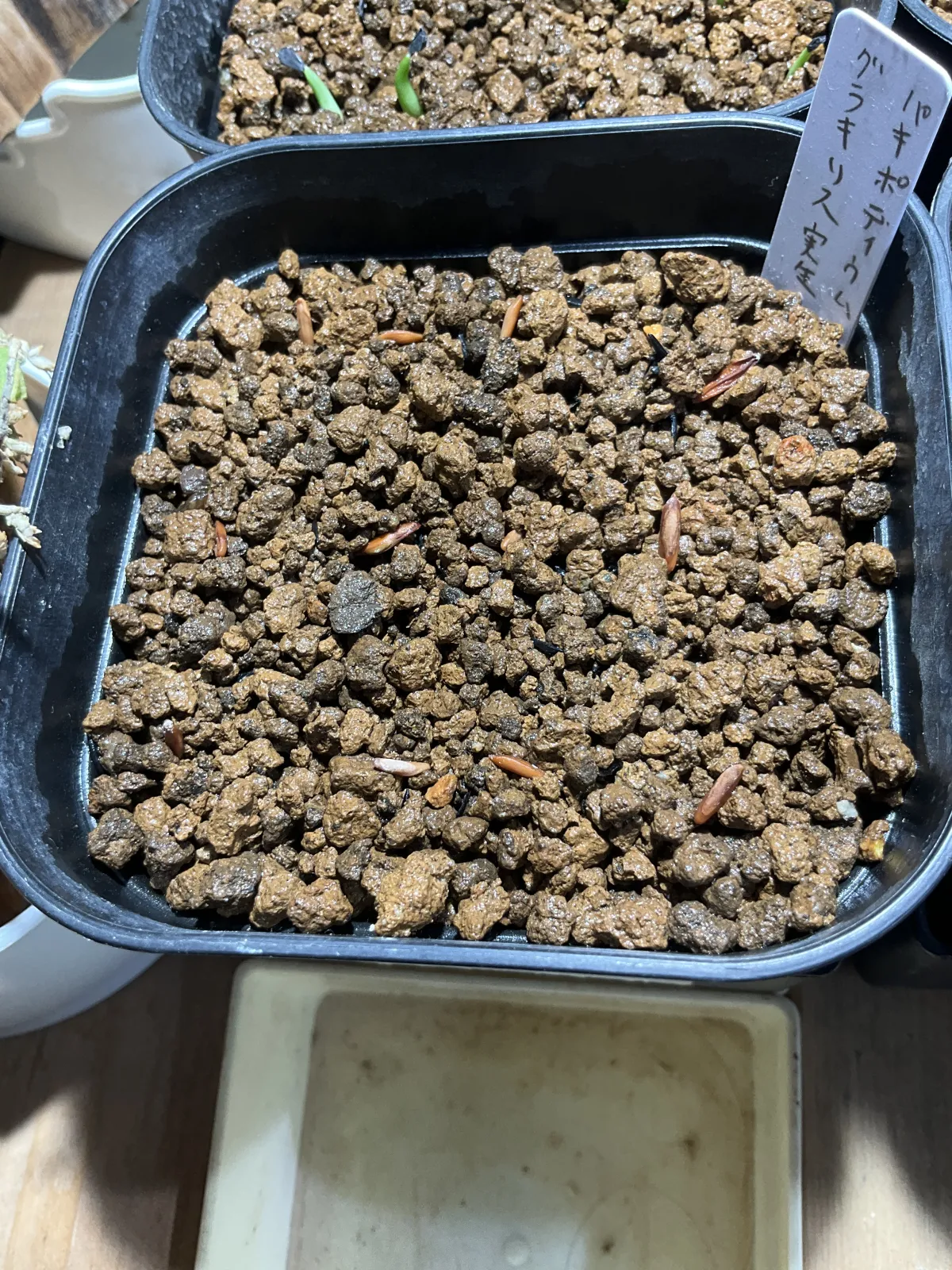 Pachypodium rosulatum var. gracilius ([無料種子] 発芽難 パキポディウム グラキリス　)