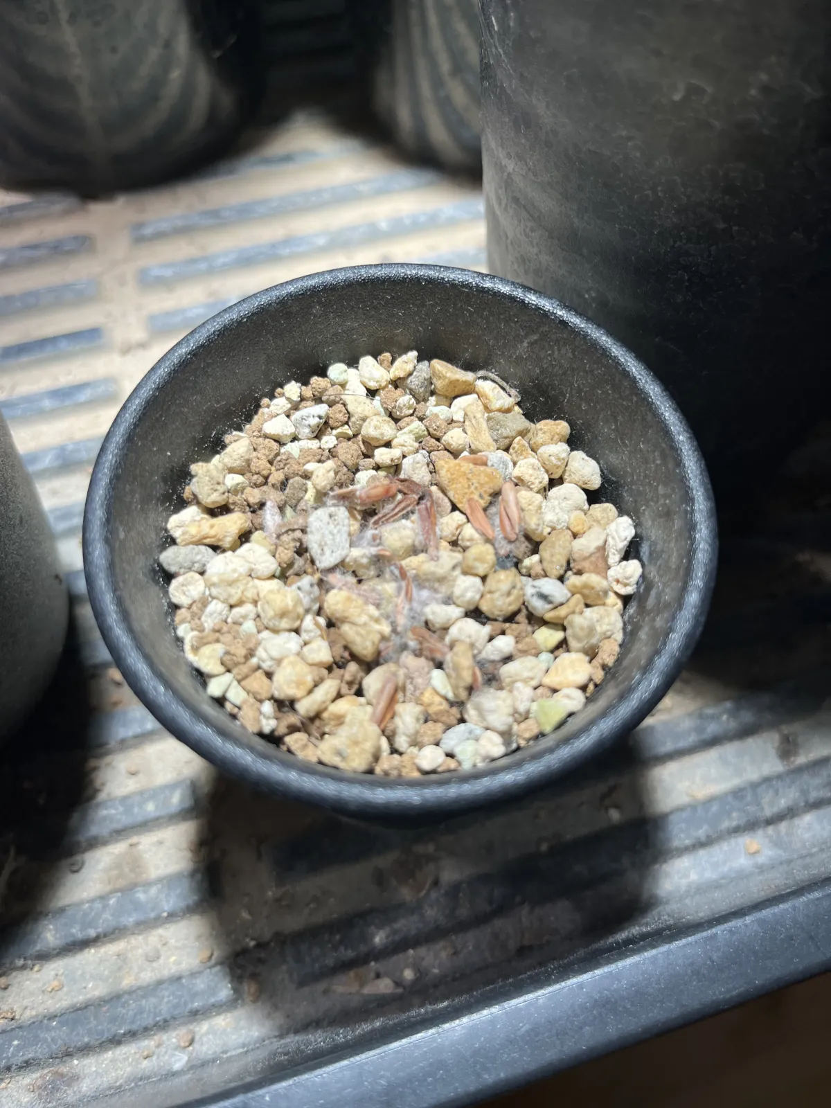Pachypodium rosulatum var. gracilius ([無料種子] 発芽難 パキポディウム グラキリス　)