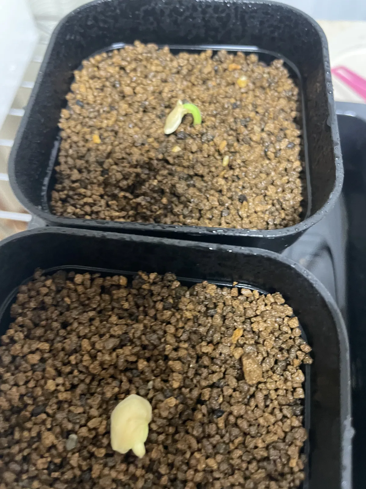 Fockea multiflora (フォッケア ムルチフローラ)
