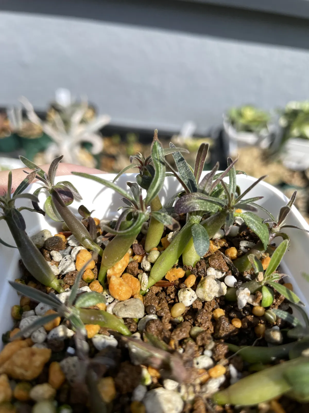 Pachypodium horombense (パキポディウム ホロンベンセ)