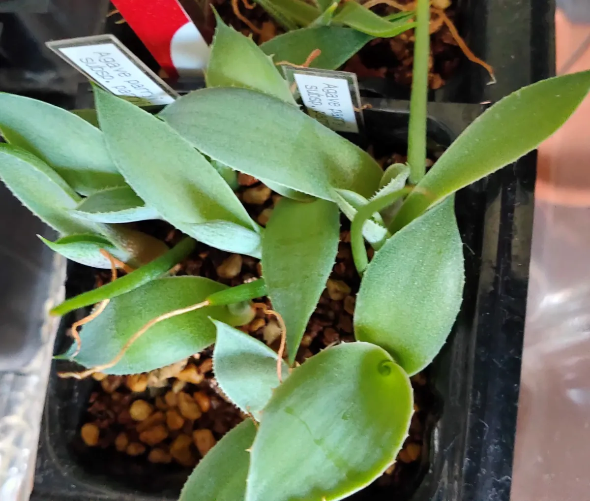 Agave parryi ssp. parryi (アガベ パリー)