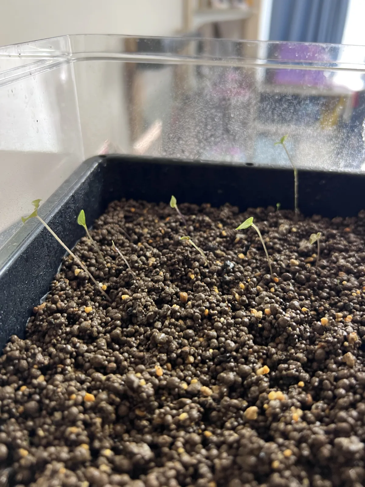 Dioscorea elephantipes (ディオスコレア エレファンティペス)