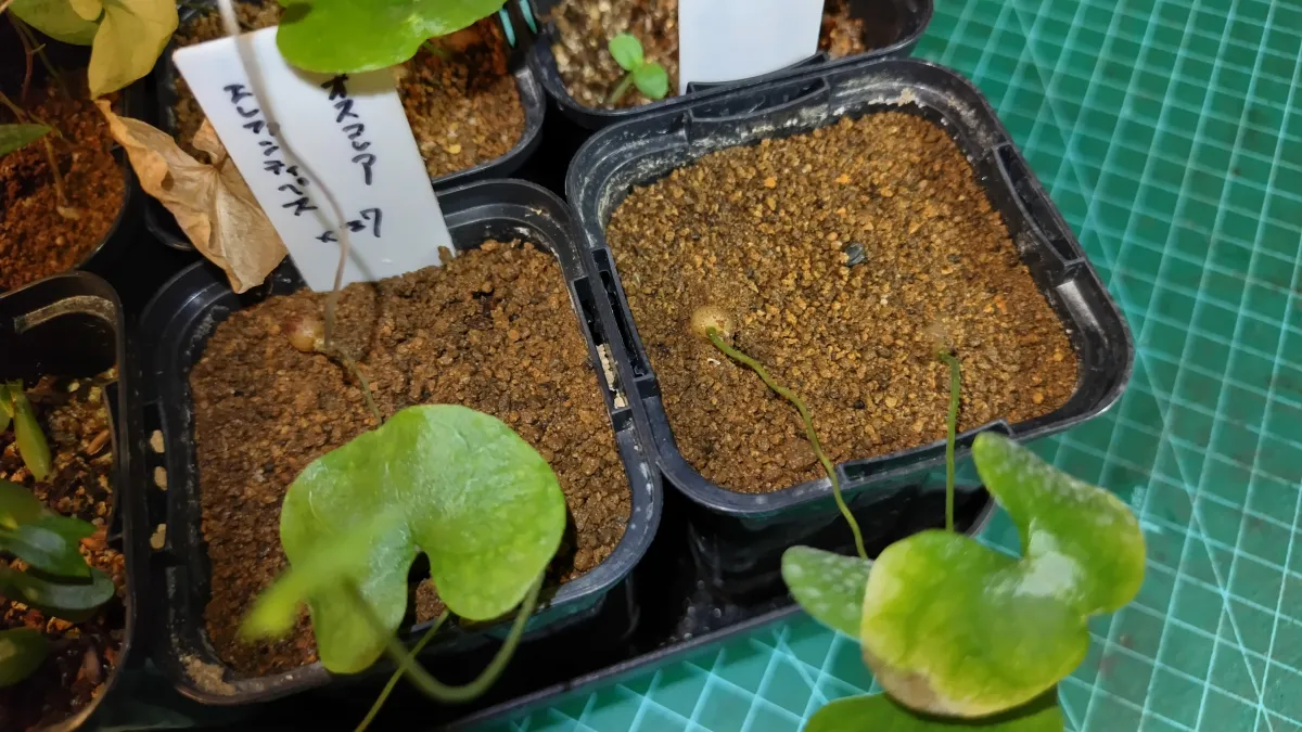 Dioscorea elephantipes (ディオスコレア エレファンティペス)