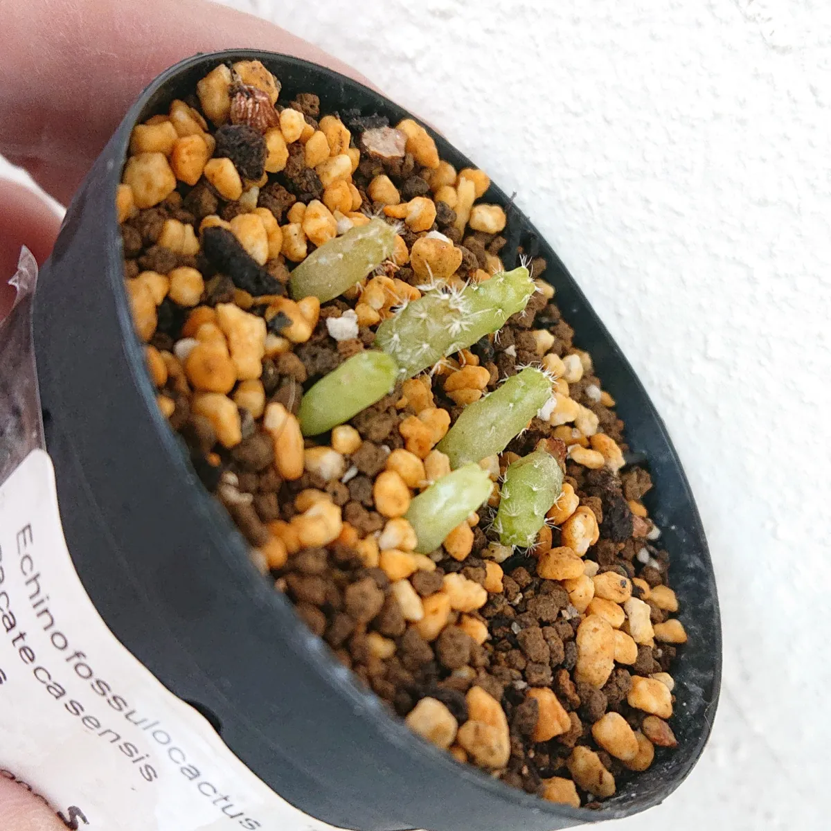 Echinofossulocactus zacatecasensis (エキノフォスロカクタス ザカテカセンシス)