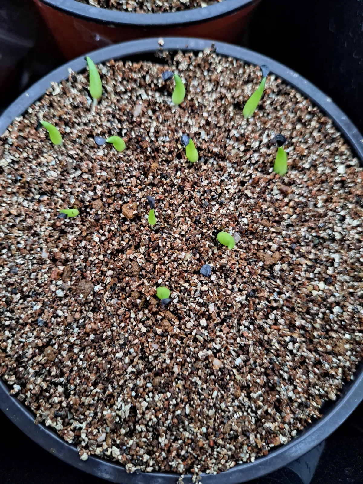Agave victoriae-reginae ssp. swobodae (アガベ ビクトリアレジーナ スワボダエ)