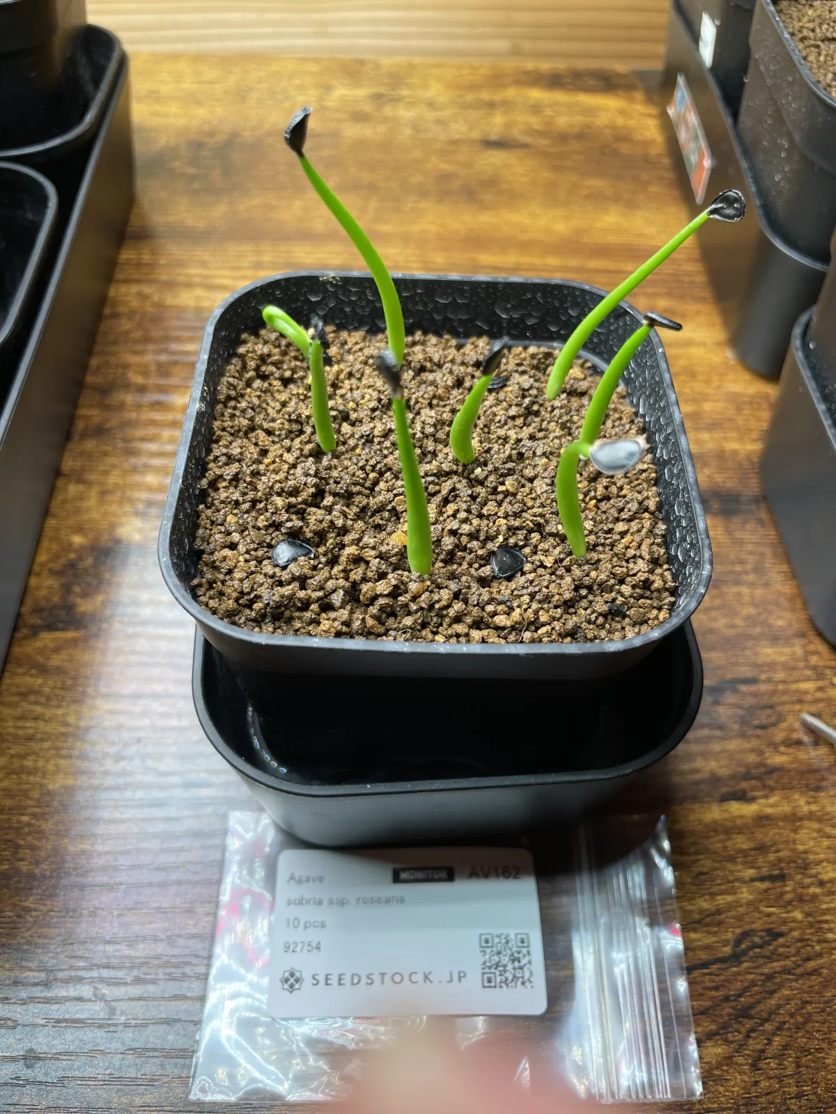 Agave sobria ssp. roseana (アガベ ソブリア ロゼアナ)