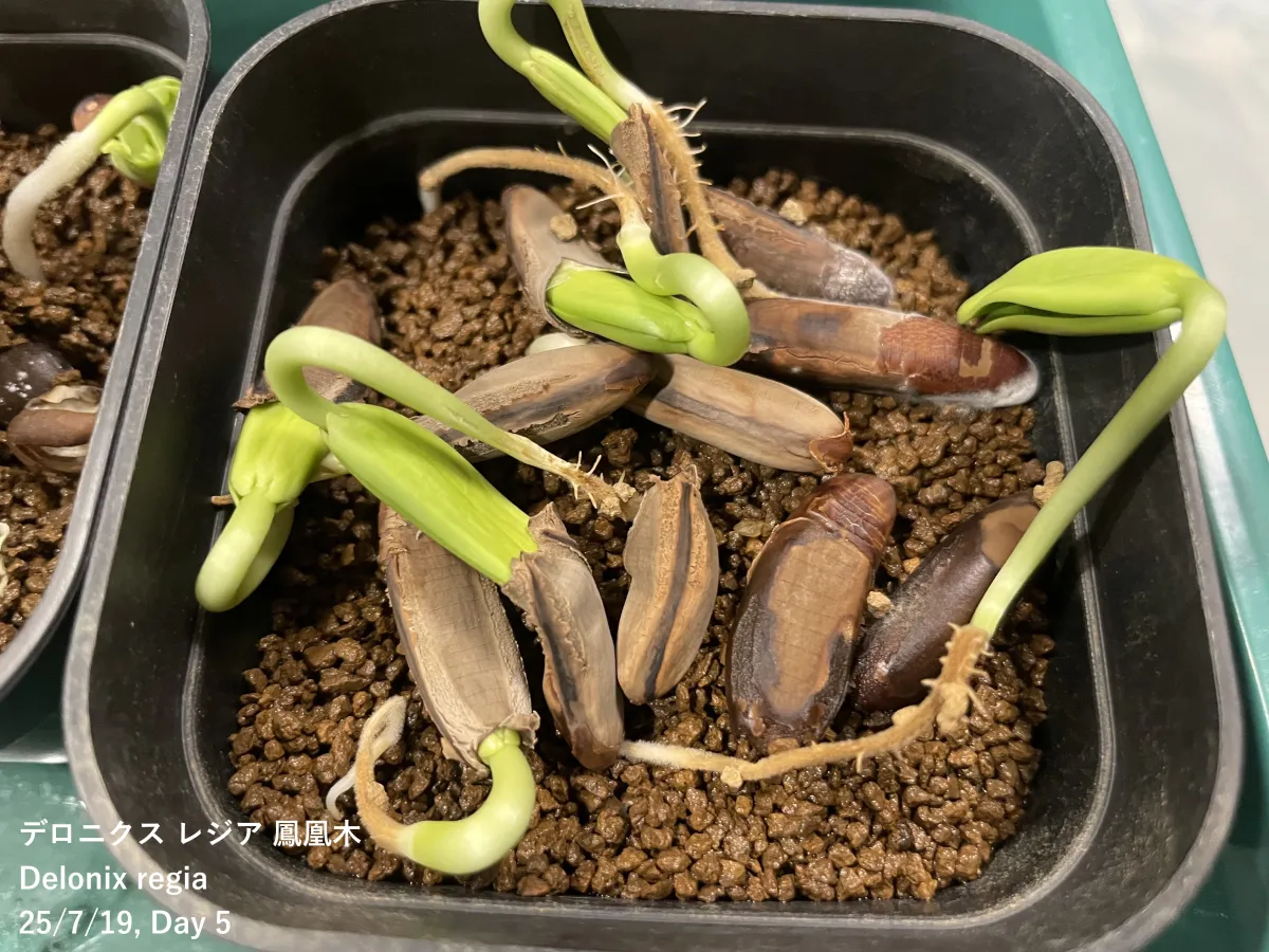 Delonix regia (デロニクス レジア 鳳凰木)