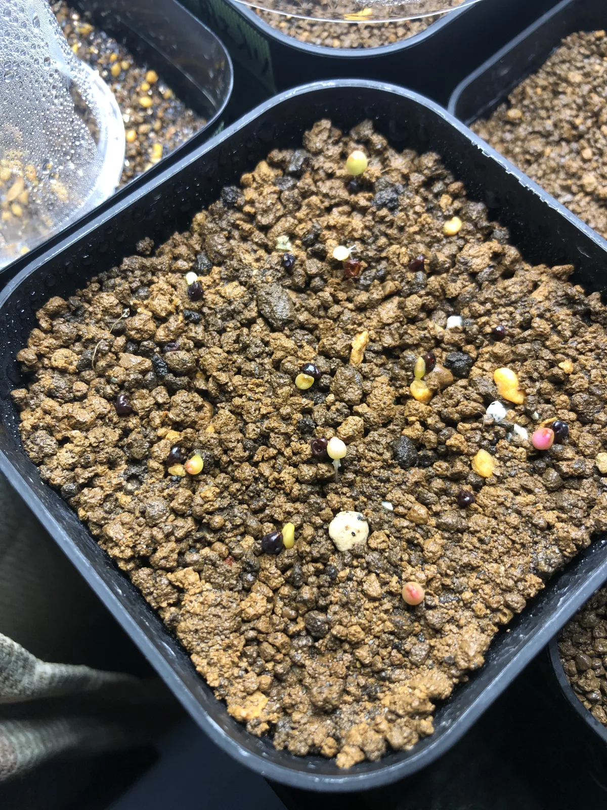 Astrophytum asterias cv. Super kabuto (アストロフィツム スーパー兜)