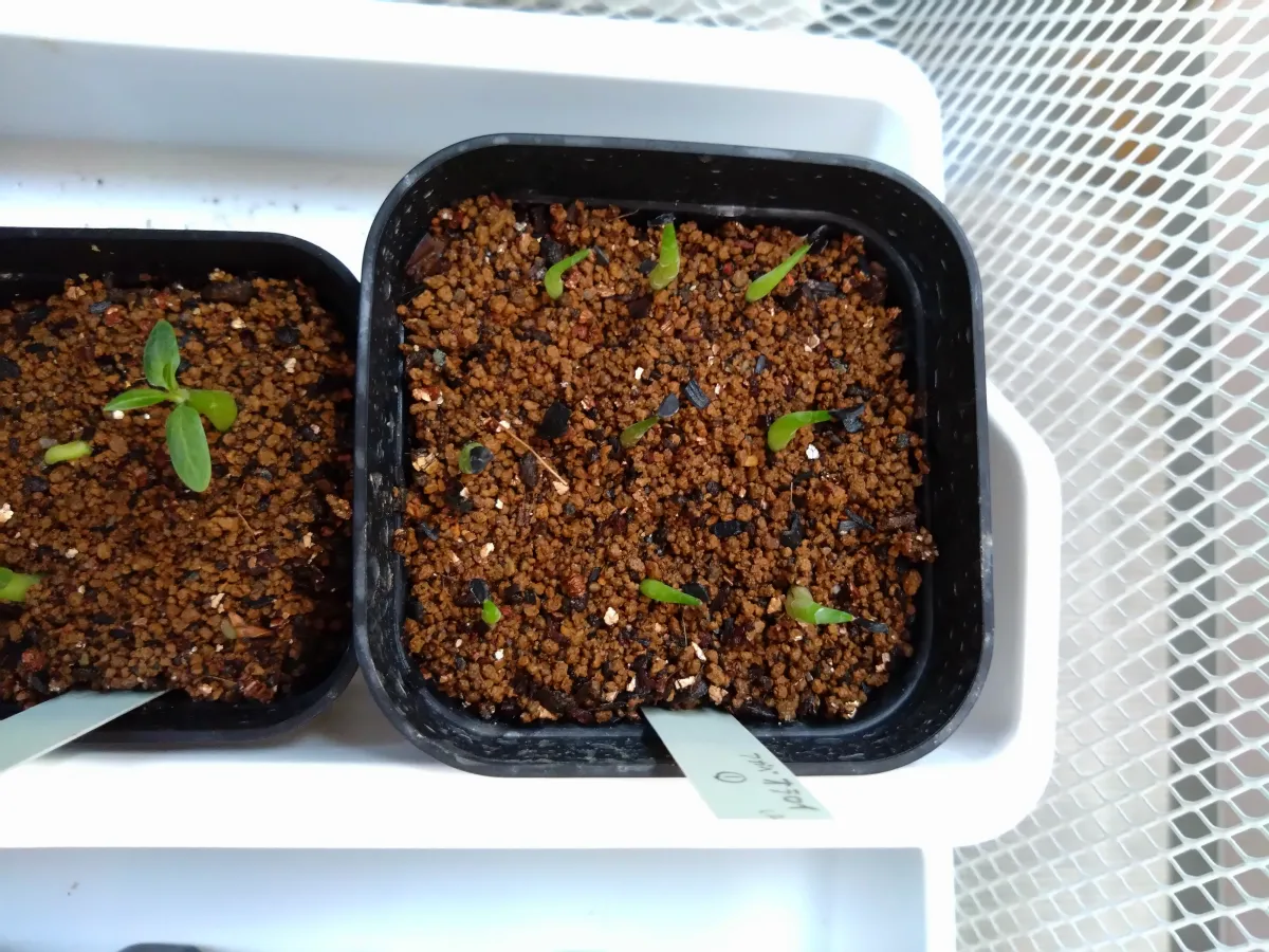 Agave oteroi Lot. (アガベ オテロイ)