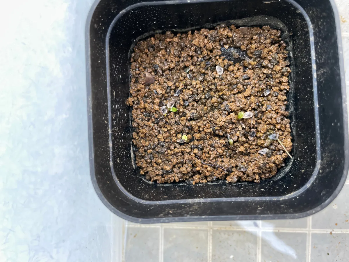 Aloe verdoorniae (アロエ ベルドーニアエ 星霞)