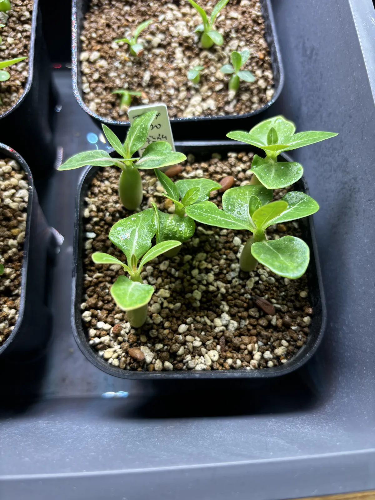 Adenium arabicum Godji hybrid (アデニウム アラビカムゴッジハイブリッド)