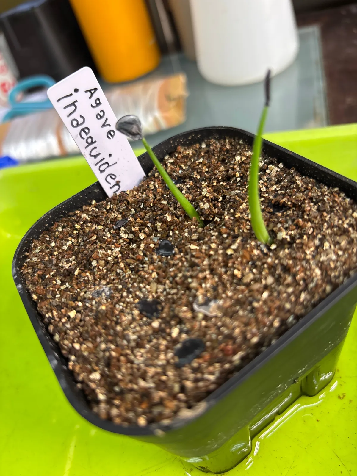Agave inaequidens ssp. inaequidens (アガベ インアクイデンス)