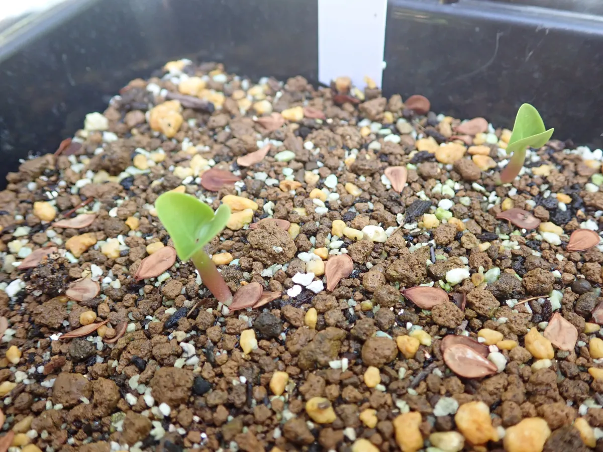 Pachypodium saundersii ([発芽チャレンジ 終了しました] パキポディウム サンデルシー 白馬城)