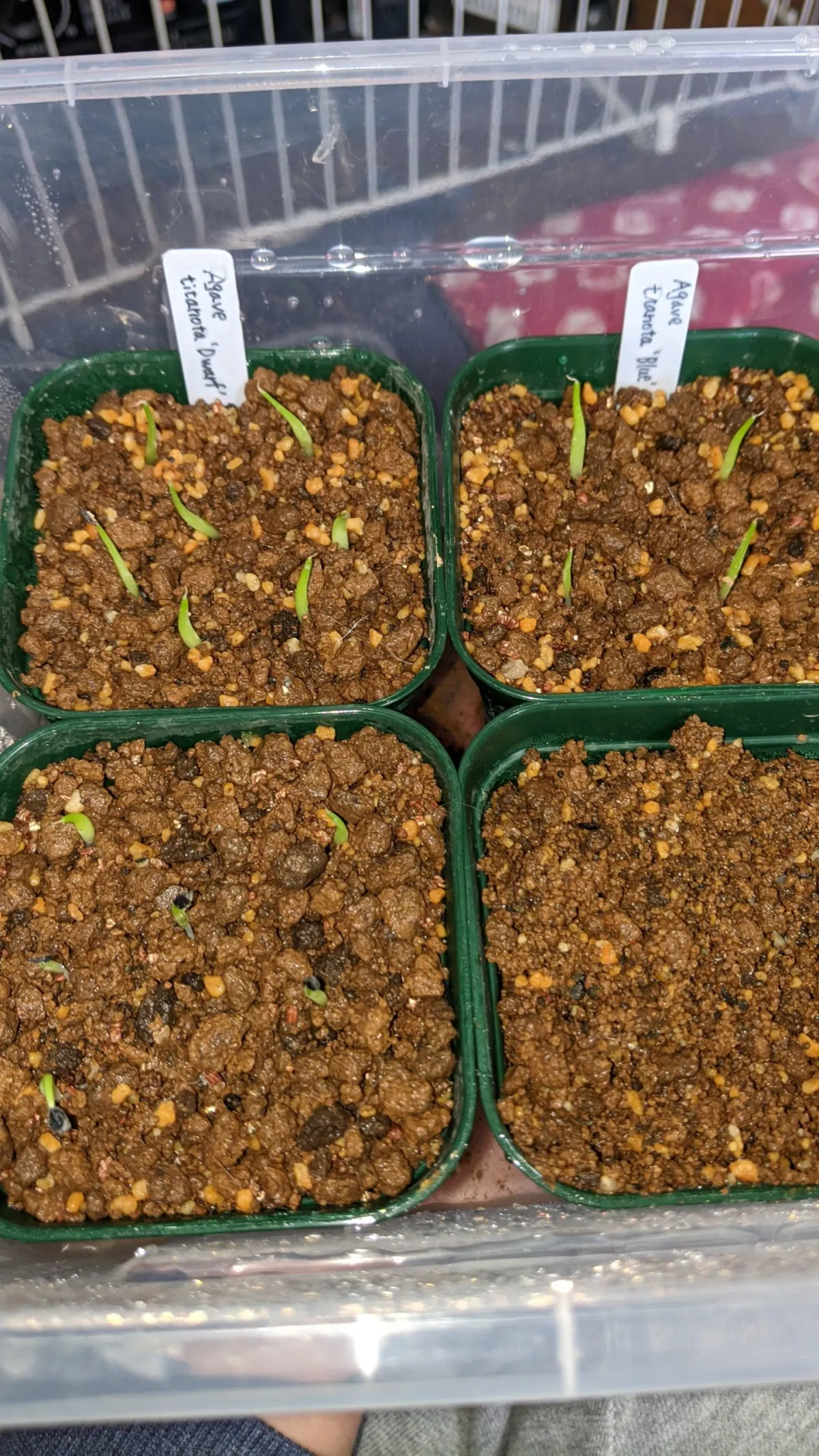 Agave titanota Blue Lot. (アガベ チタノタブルー)
