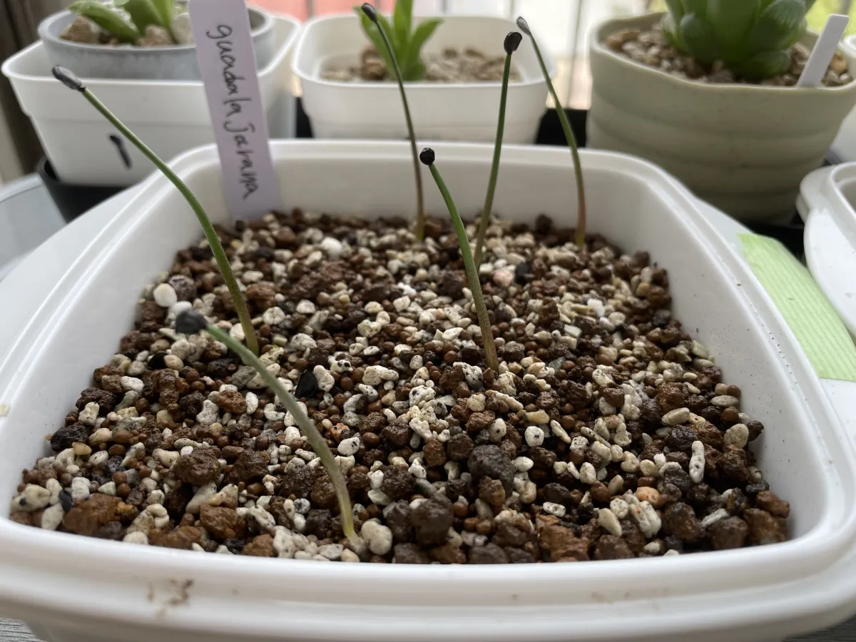 Agave guadalajarana (アガベ グアダラハラナ)