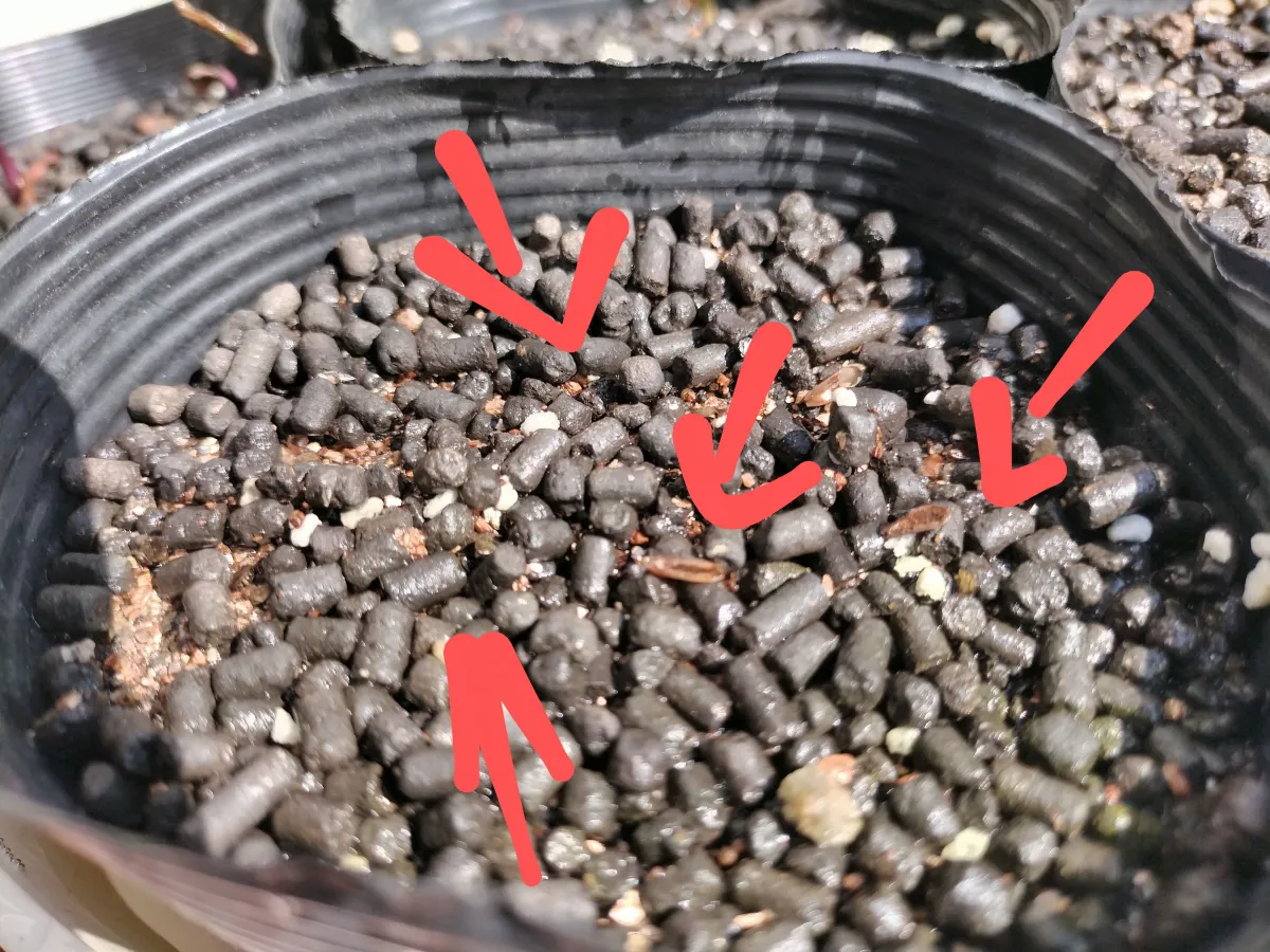 Pachypodium rosulatum var. gracilius ([無料種子] 発芽難 パキポディウム グラキリス　)