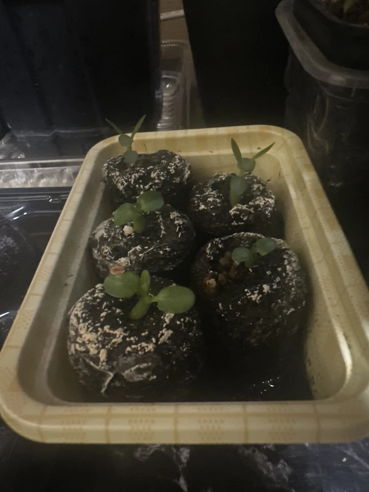 Pachypodium rosulatum ssp. makayense (パキポディウム マカイエンセ)