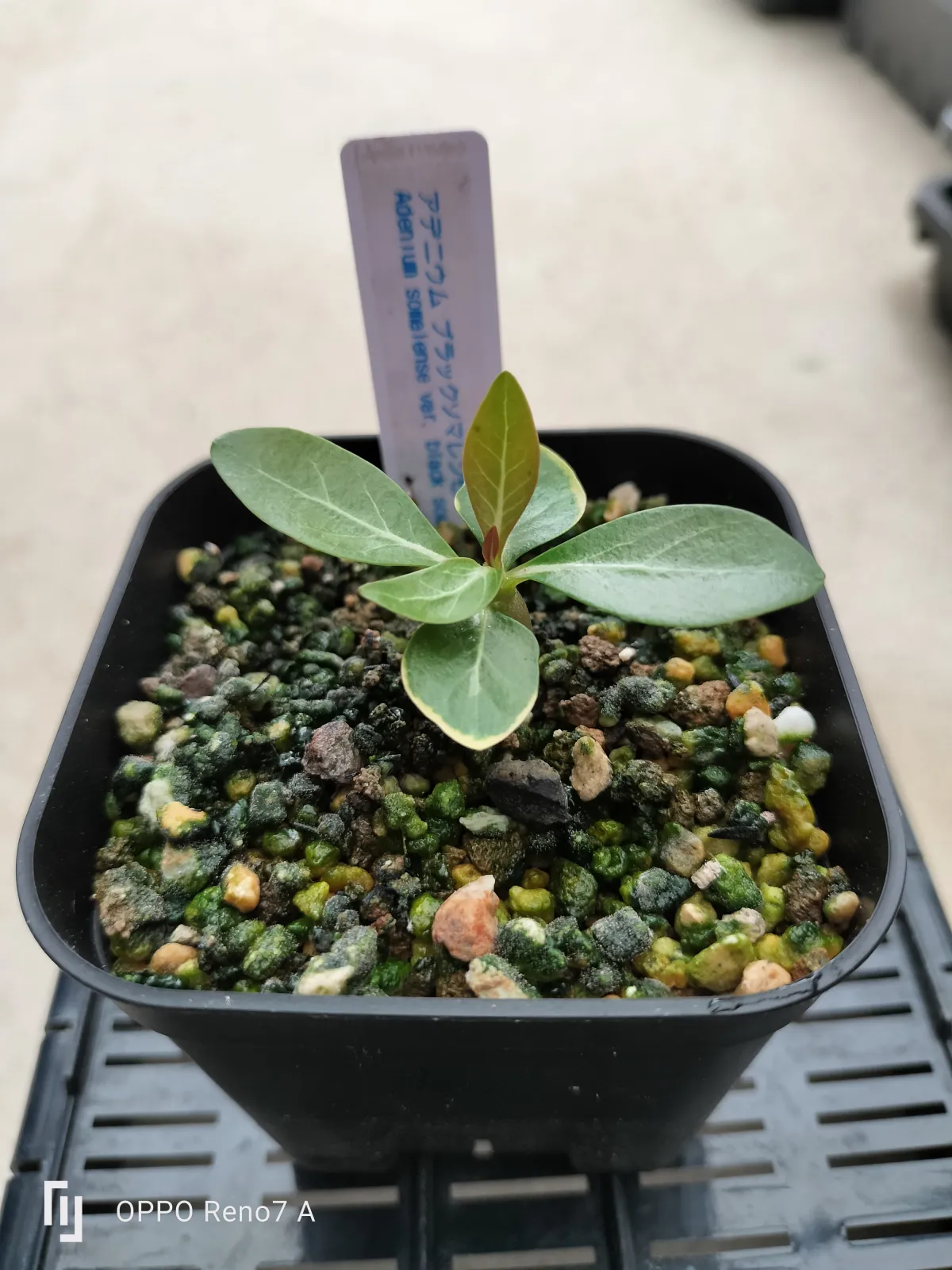 Adenium somalense var. black somalense (アデニウム ブラックソマレンセ)
