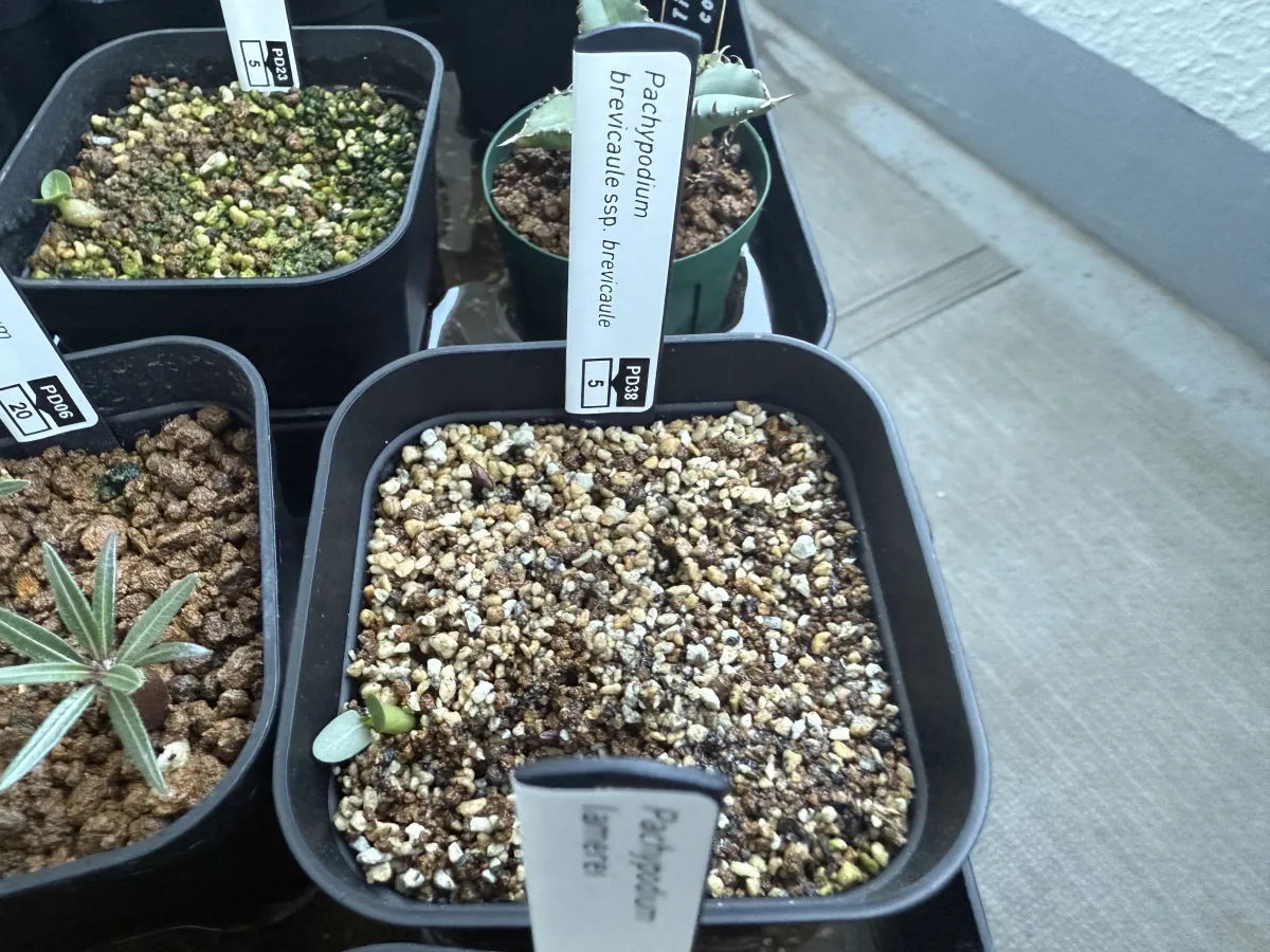 Pachypodium brevicaule ssp. brevicaule (パキポディウム ブレビカウレ)