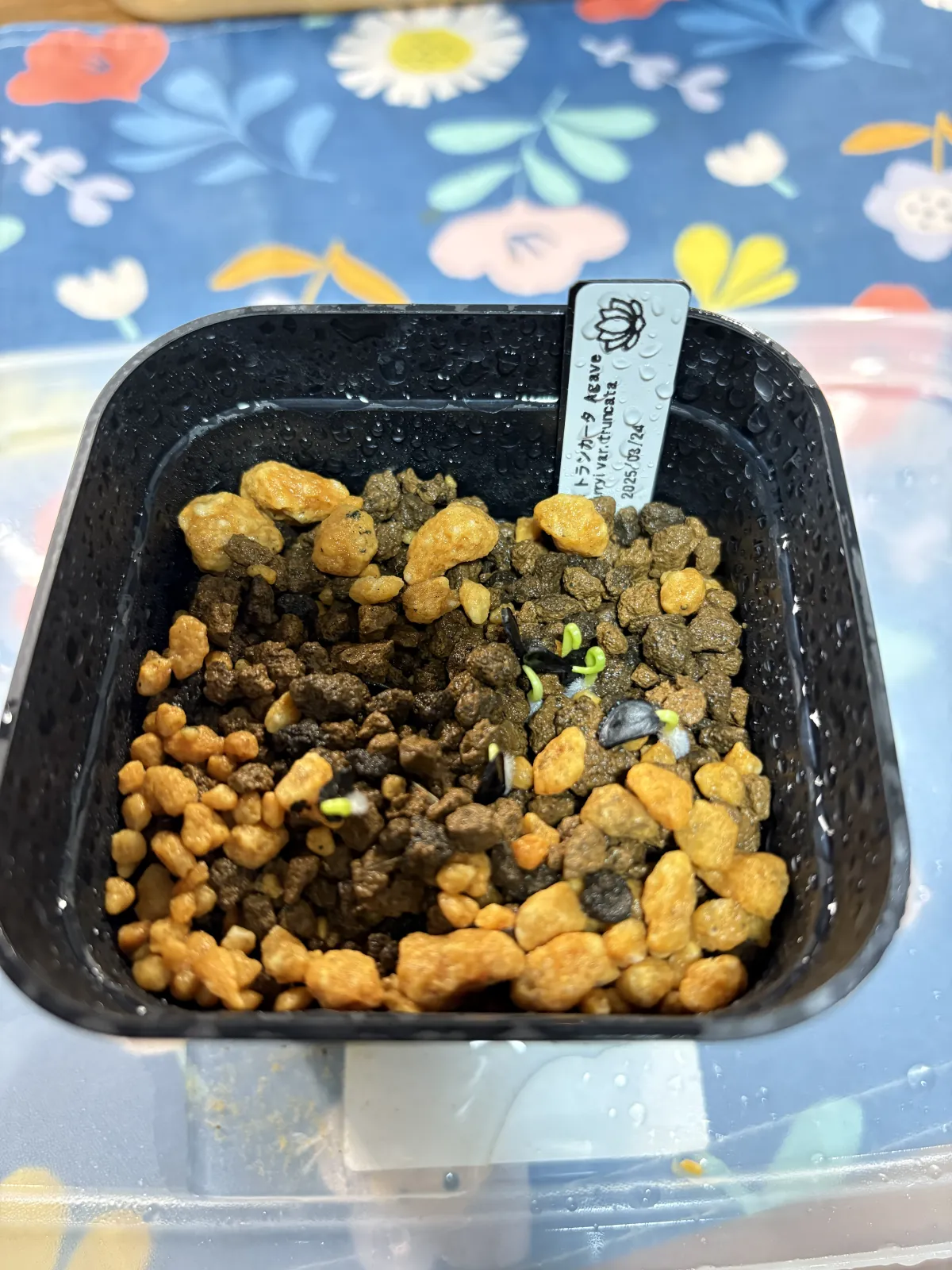 Agave parryi var. truncata (アガベ パリー トランカータ)