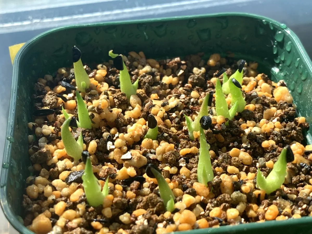 Agave victoriae-reginae (アガベ バスタマンテ)