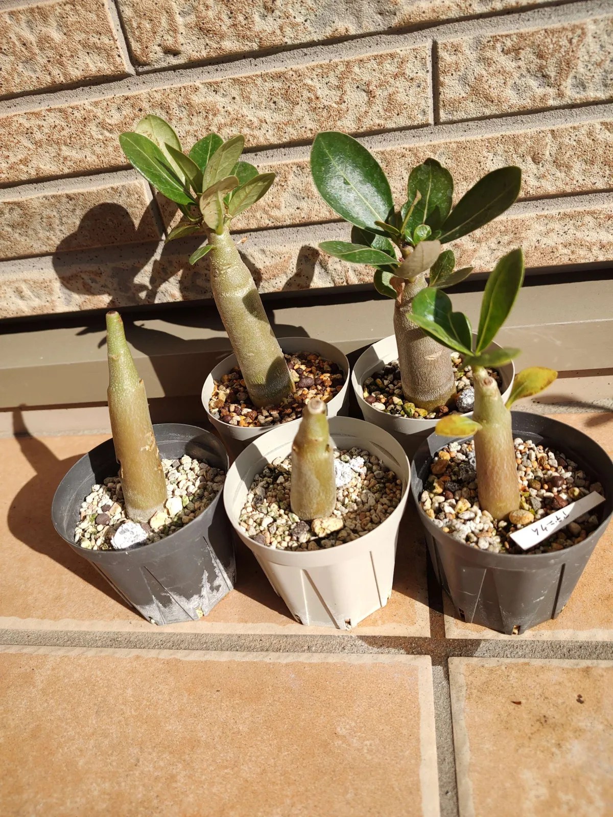 PNW Adenium arabicum phet na wang (アデニウム アラビカム)