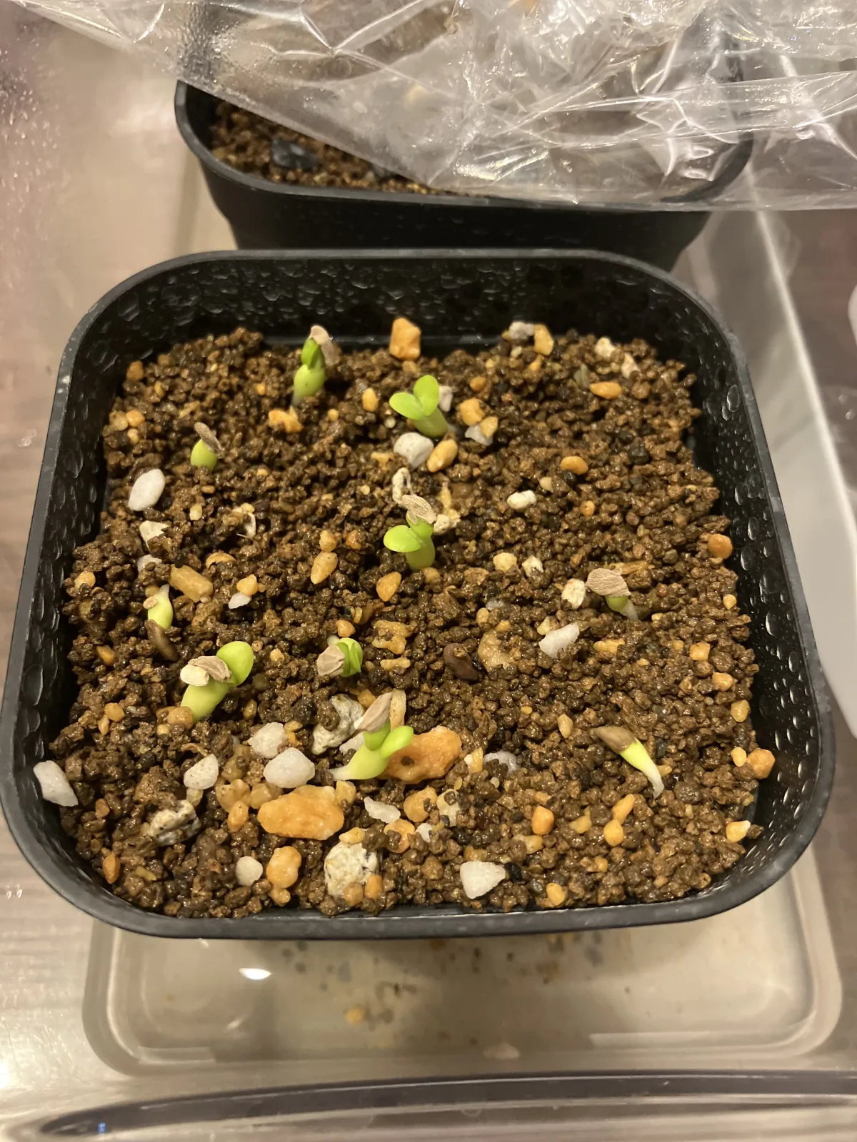 Pachypodium succulentum (パキポディウム サキュレンタム)