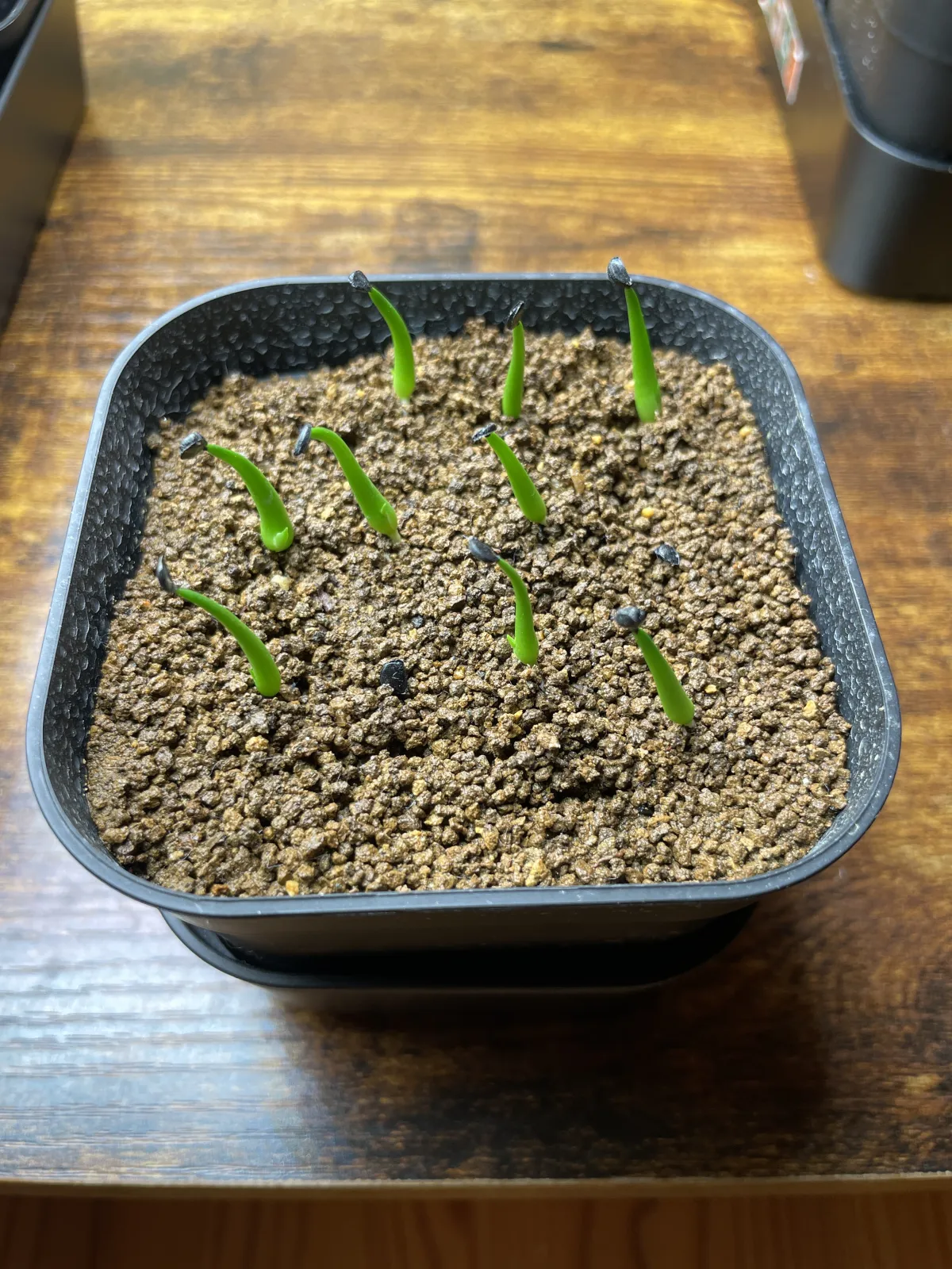 Agave utahensis var. eborispina (アガベ エボリスピナ ヘイフォード)