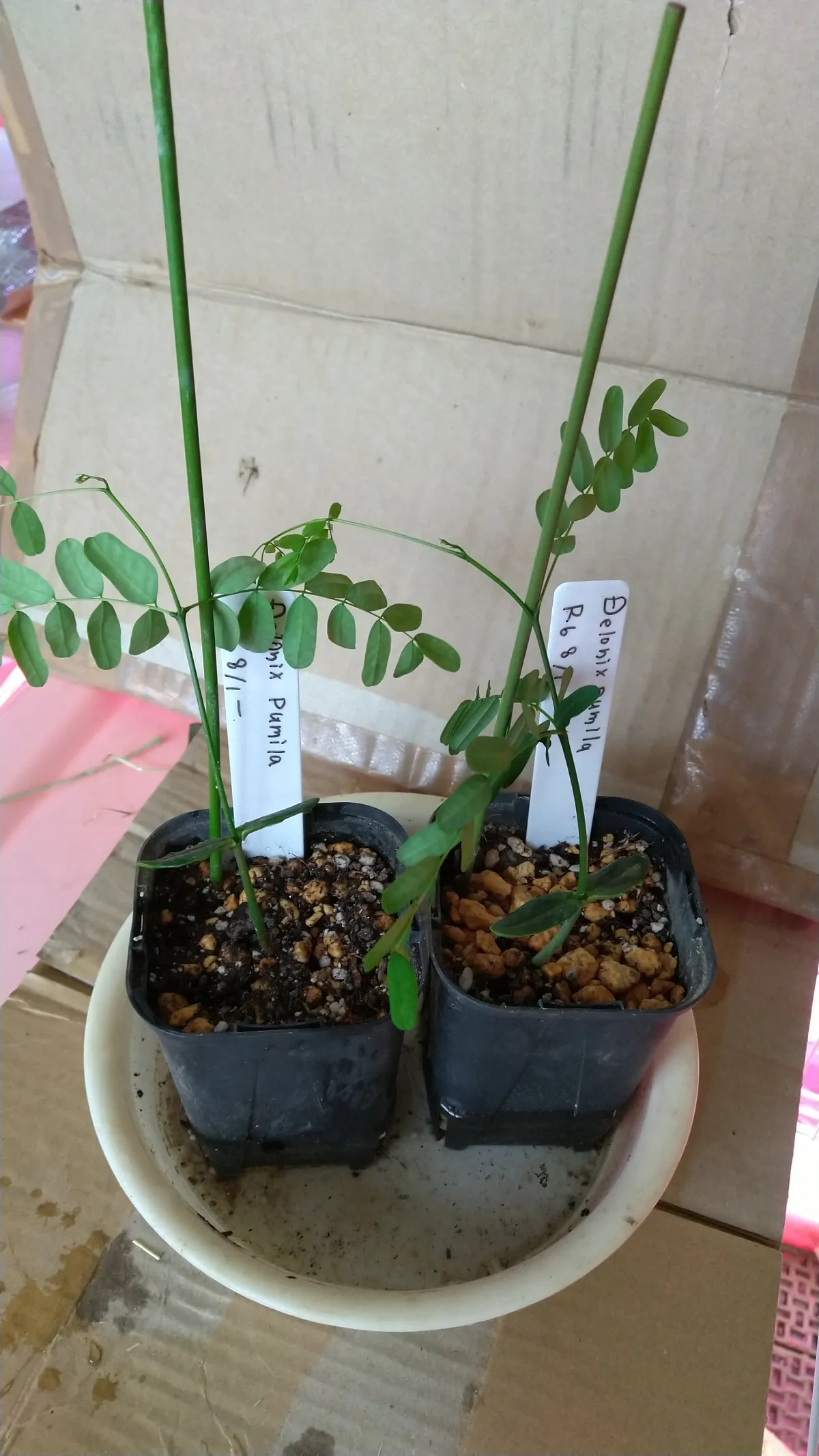 Delonix pumila (デロニクス プミラ)