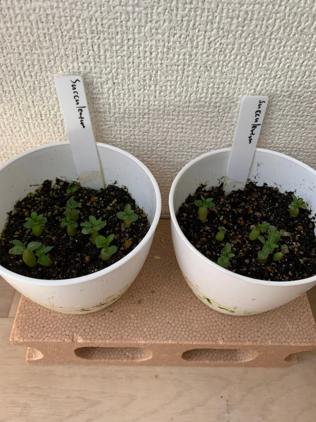 Pachypodium succulentum (パキポディウム サキュレンタム)