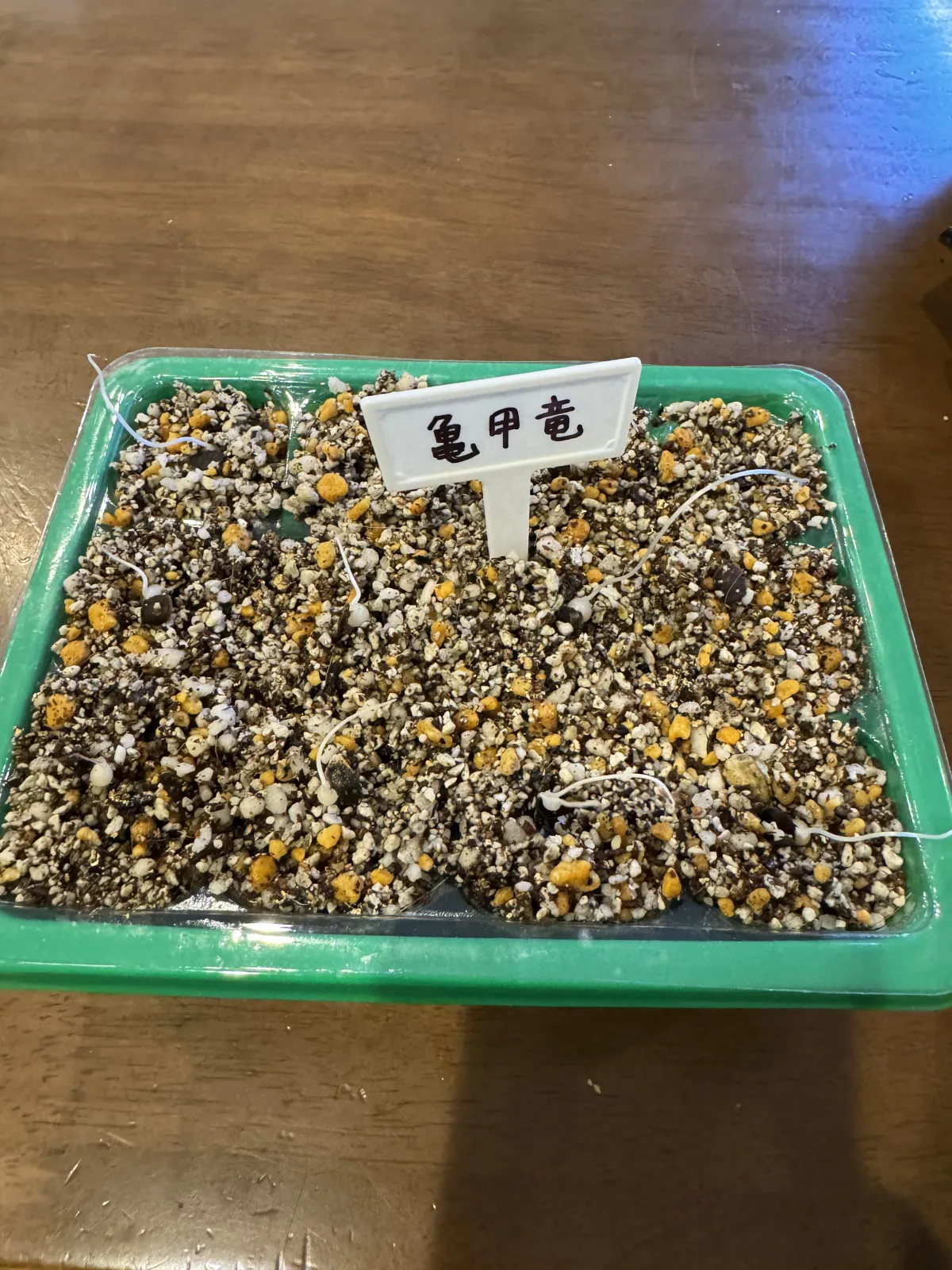 Dioscorea elephantipes Lot. (ディオスコレア エレファンティペス)