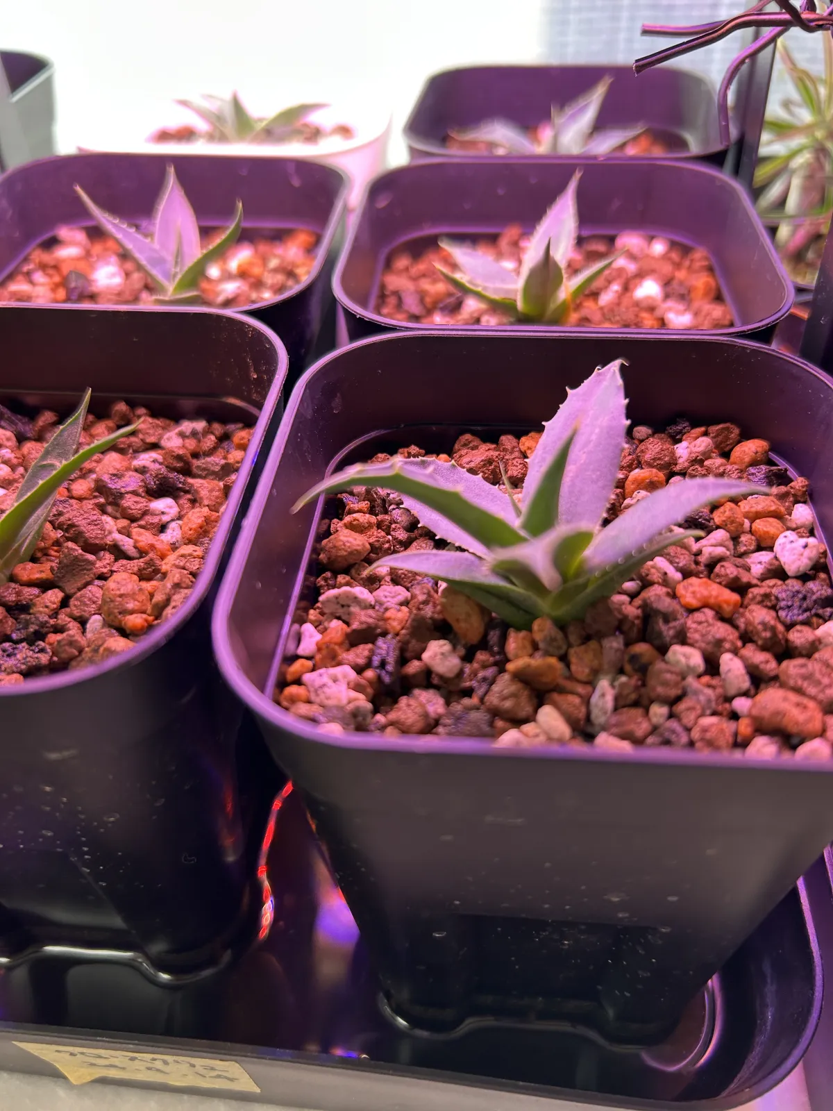 Agave utahensis var. eborispina Corkscrew (アガベ ユタエンシスコークスクリュー)